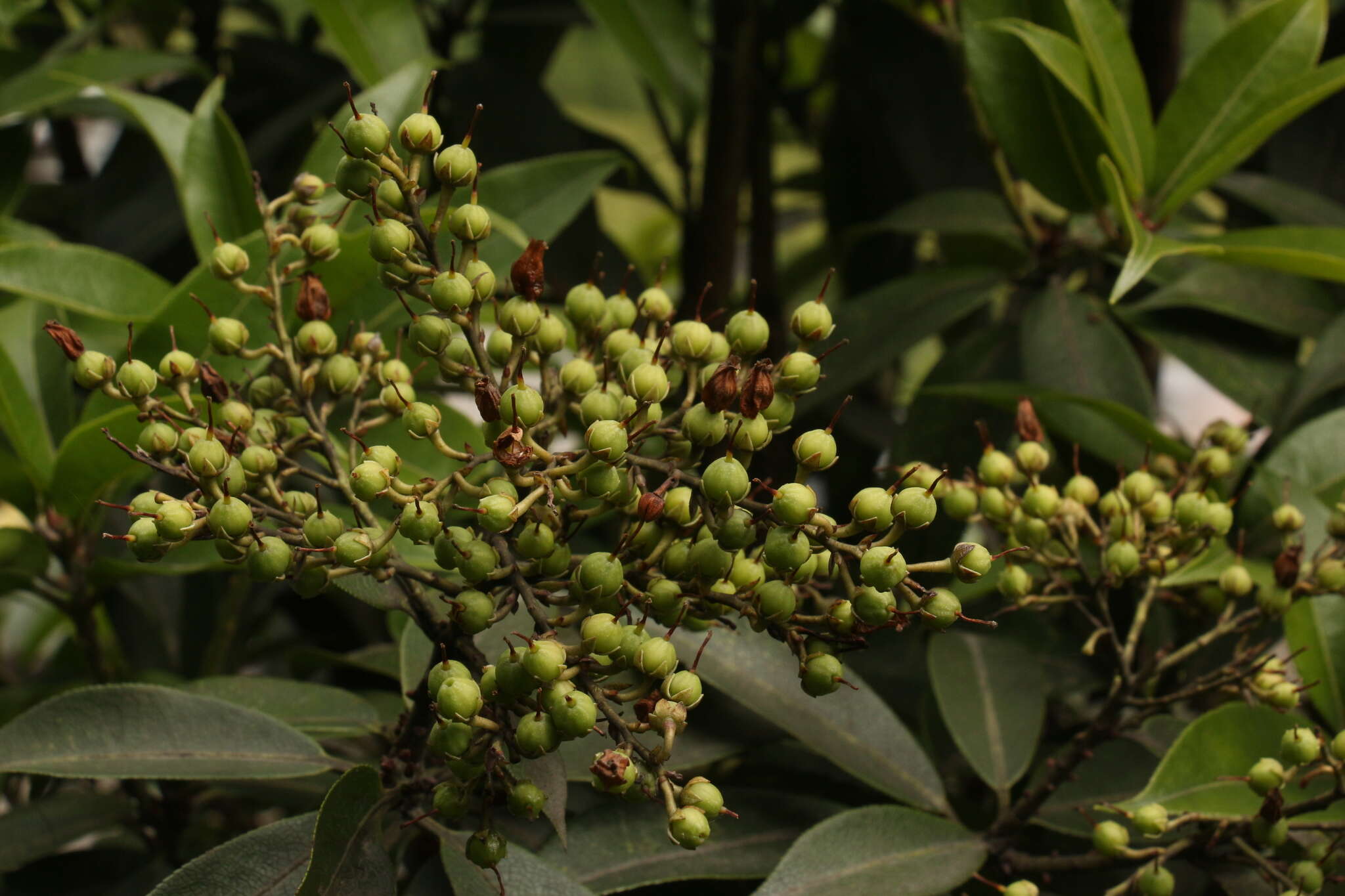 Image of Pieris formosa (Wall.) D. Don