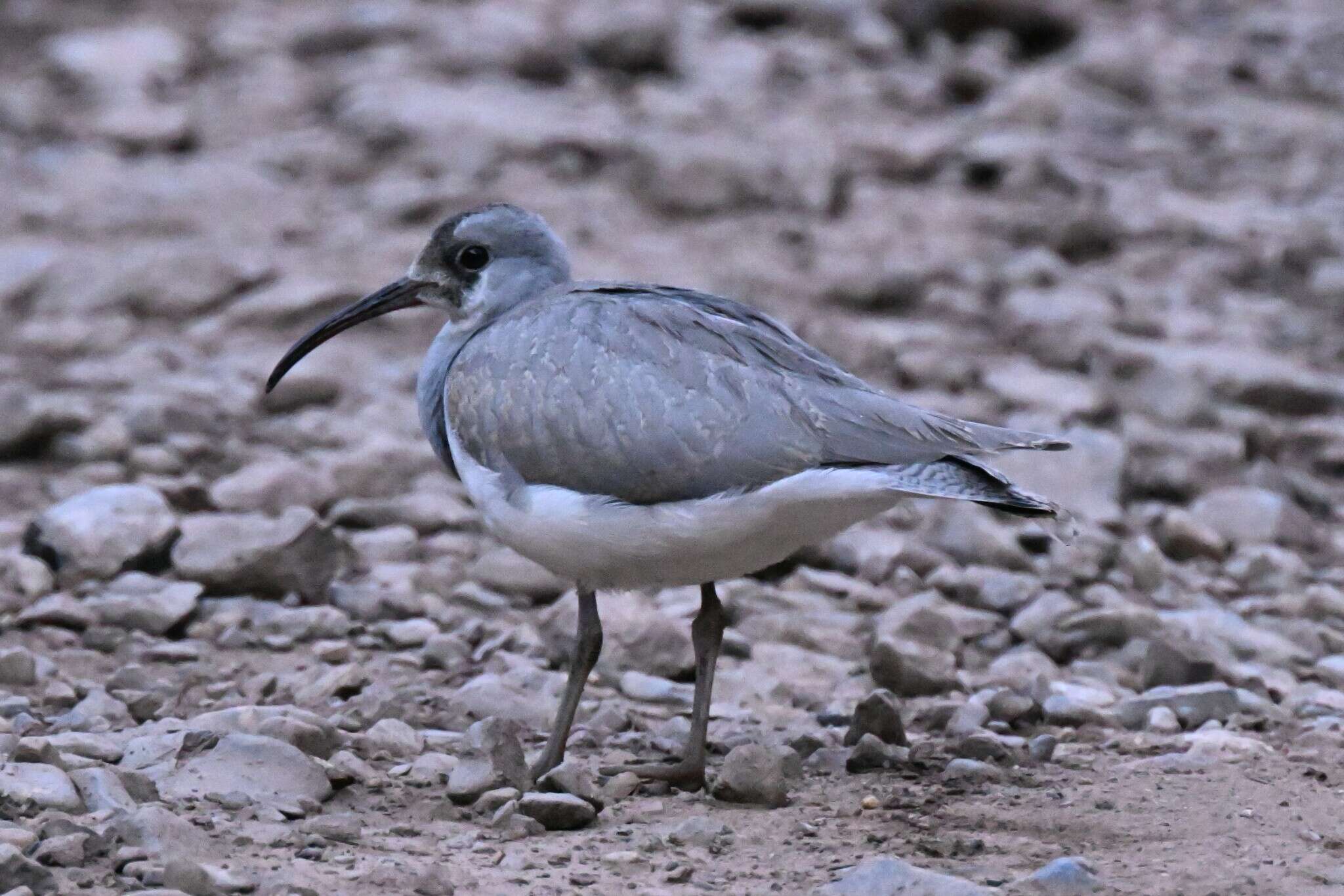 Image of ibisbills