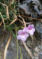 Image of Incarvillea diffusa Royle