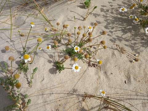 صورة Anthemis maritima L.