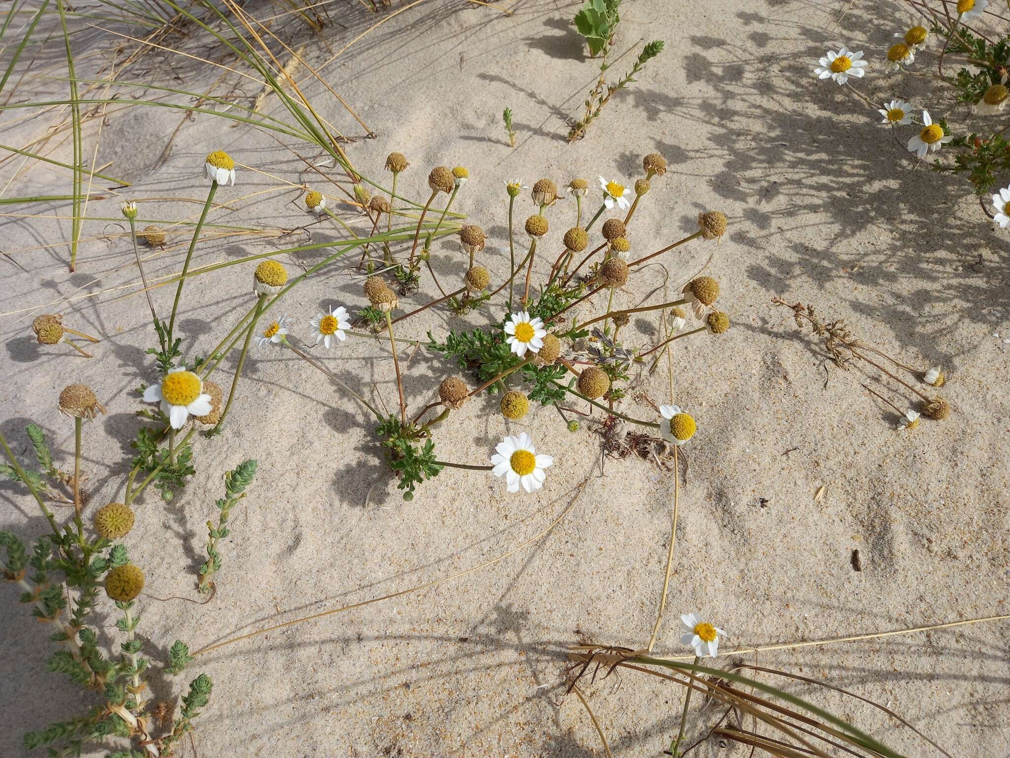 Слика од Anthemis maritima L.