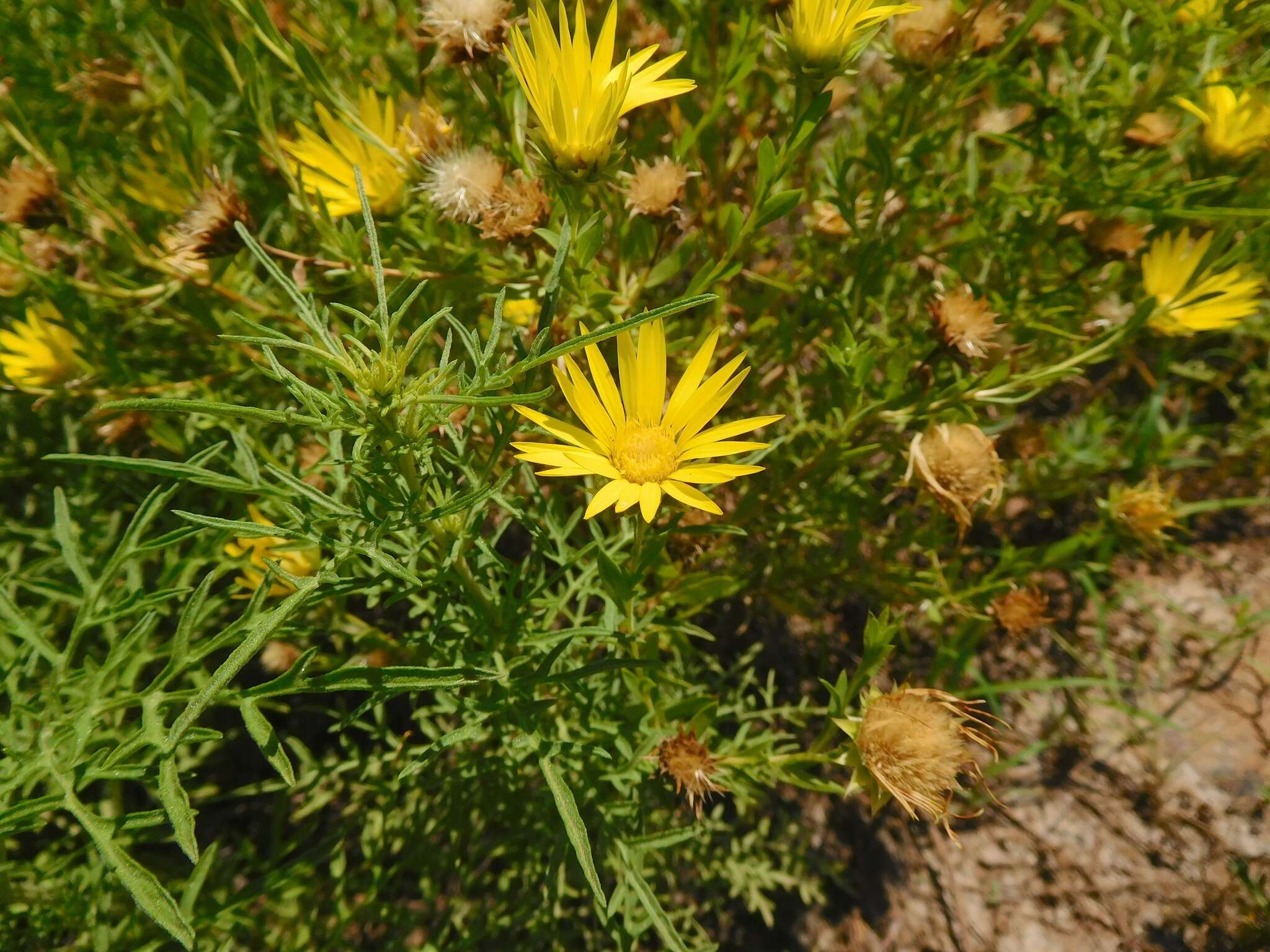 Image of Texas sleepydaisy