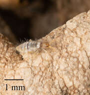 Image of Springtail