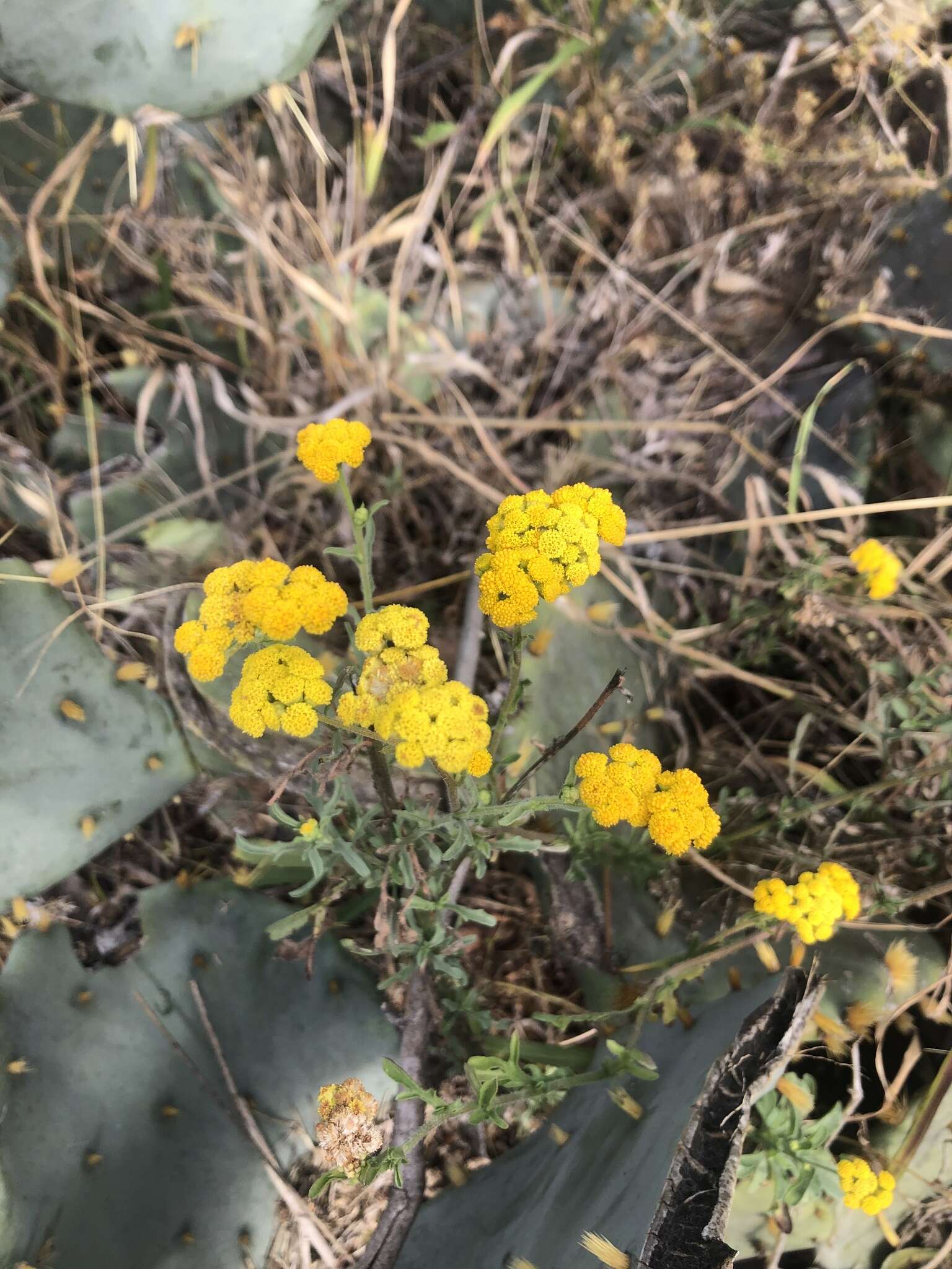 Слика од Nidorella resedifolia subsp. resedifolia