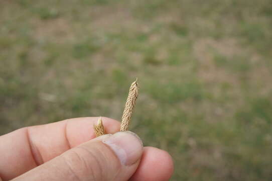 Plancia ëd Phleum subulatum (Savi) Asch. & Graebn.