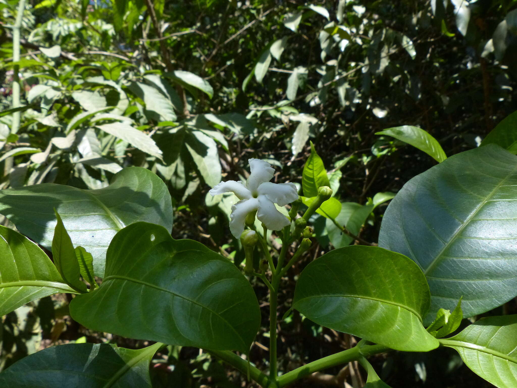 Image of Tabernaemontana alternifolia L.