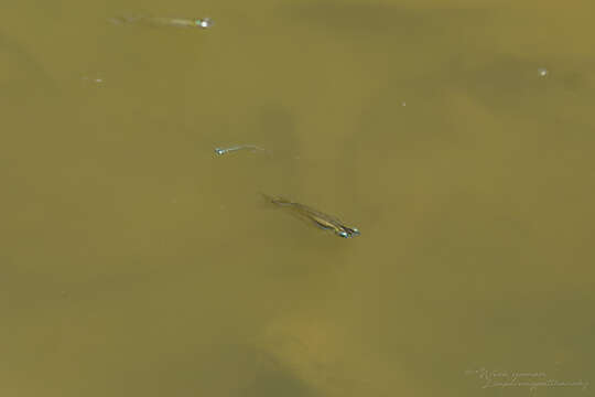 Image of Indian blue ricefish