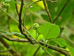 Image of Marsdenia tinctoria R. Br.