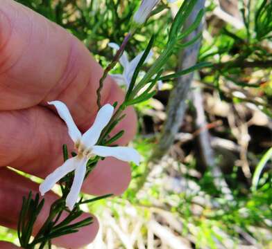 Image of Cyphia volubilis var. volubilis