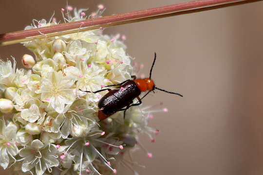 Image of Nemognatha (Pauronemognatha) nigripennis Le Conte 1853