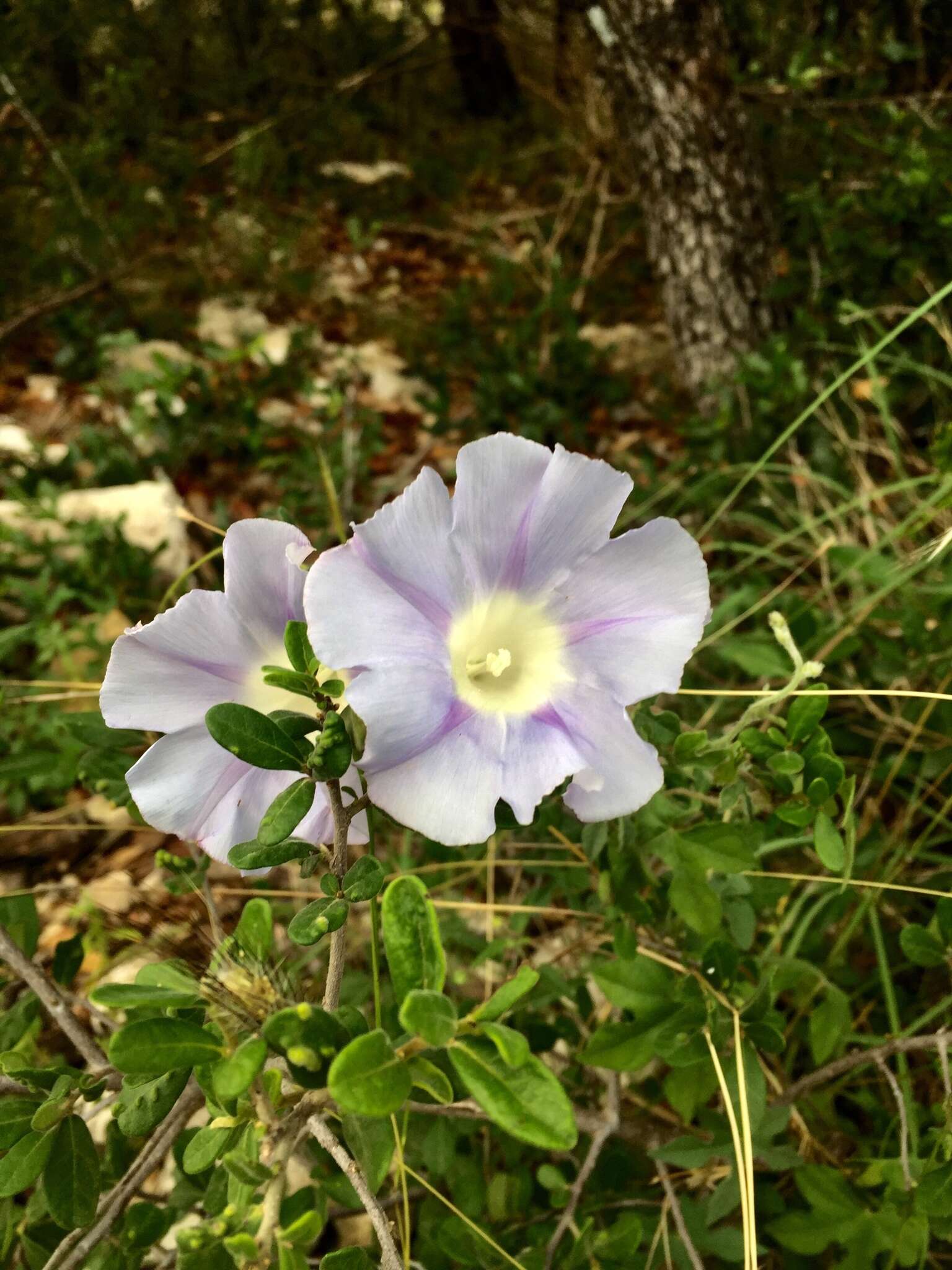 Слика од Ipomoea lindheimeri A. Gray