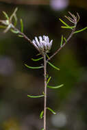 Image of Metalasia tenuifolia DC.