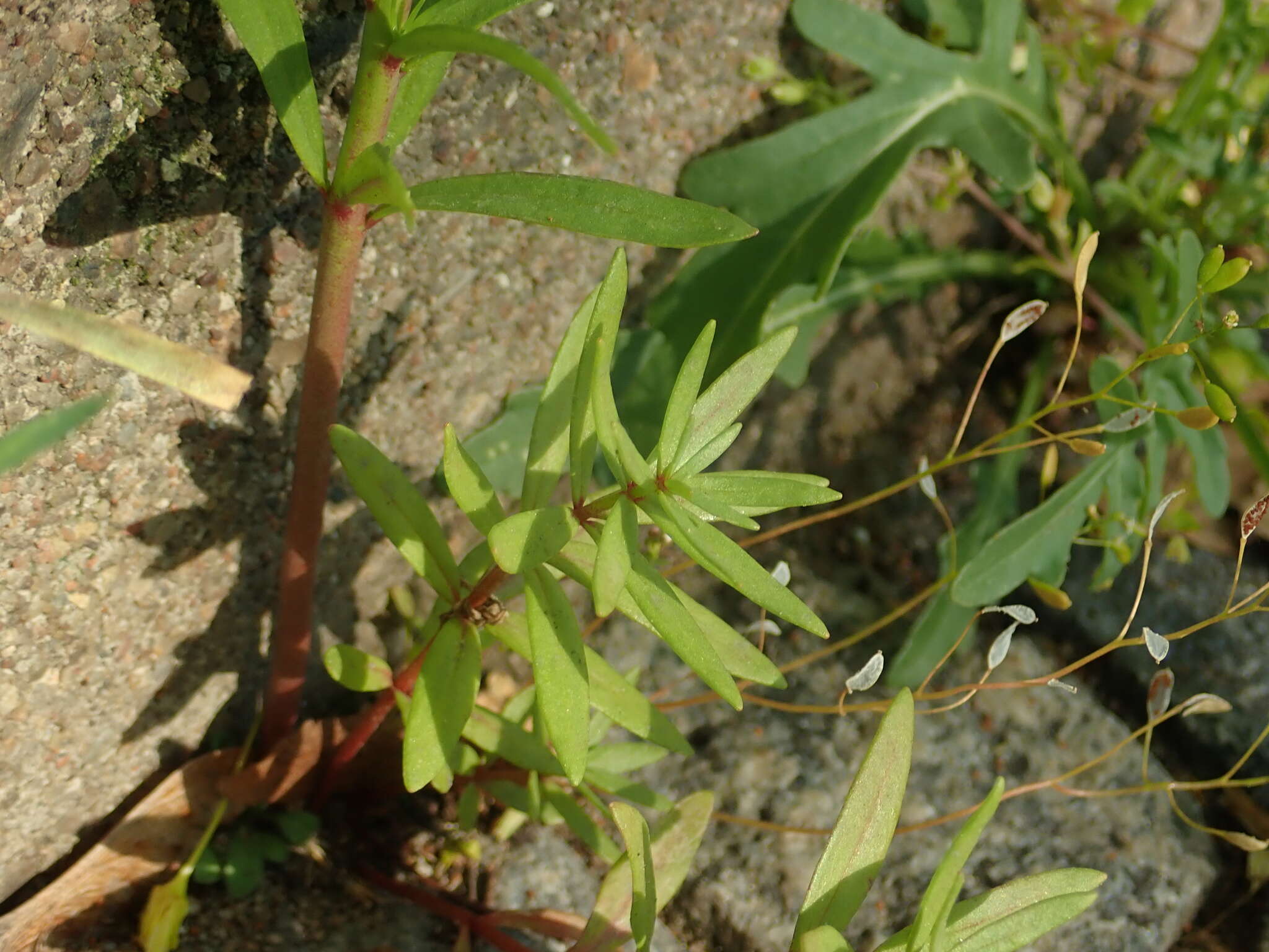 Image of Moroccan toadflax