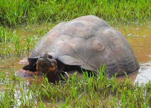 Image of Abingdon Island Giant Tortoise