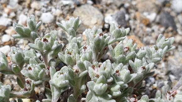 Image of dwarf cottonrose