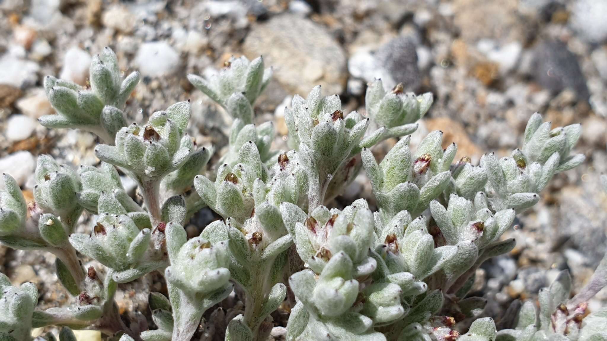 Image of dwarf cottonrose