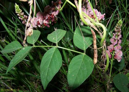 Image of groundnut