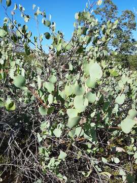 Imagem de Hakea petiolaris Meissn.