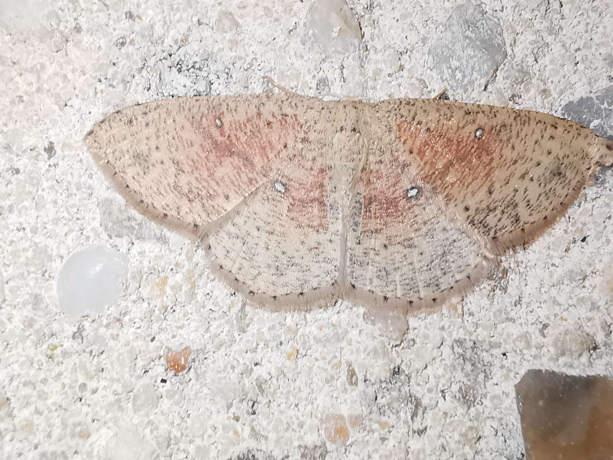 Imagem de Cyclophora porata Fabricius