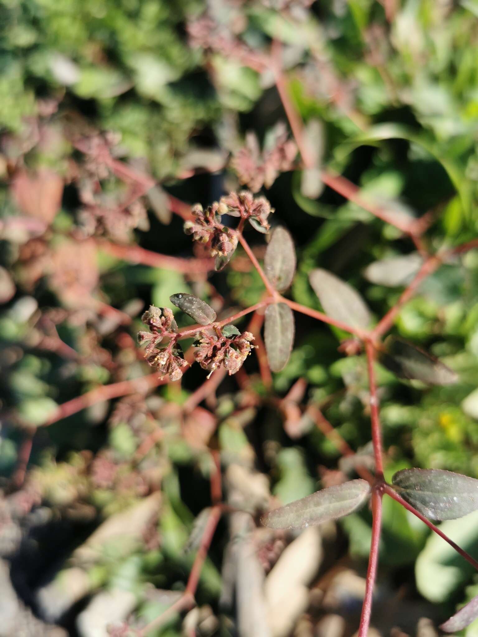 Euphorbia lasiocarpa Klotzsch的圖片