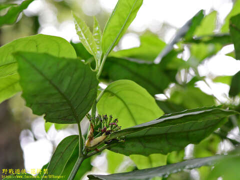 Image of acuba