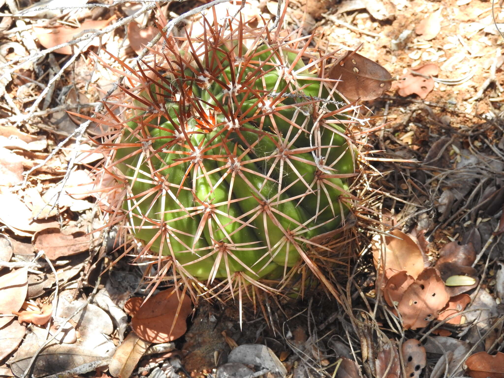 Image of Melocactus curvispinus subsp. koolwijkianus (Suringar) G. Thomson