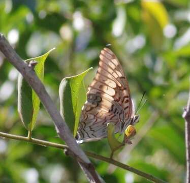 Imagem de <i>Charaxes <i>achaemenes</i></i> achaemenes