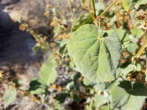 Image of Palmer's Indian mallow