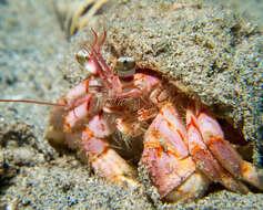 Image of jeweled anemone hermit