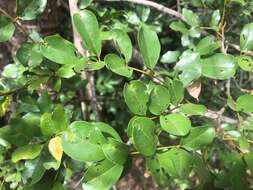 Plancia ëd Austrosteenisia blackii (F. Muell.) R. Geesink