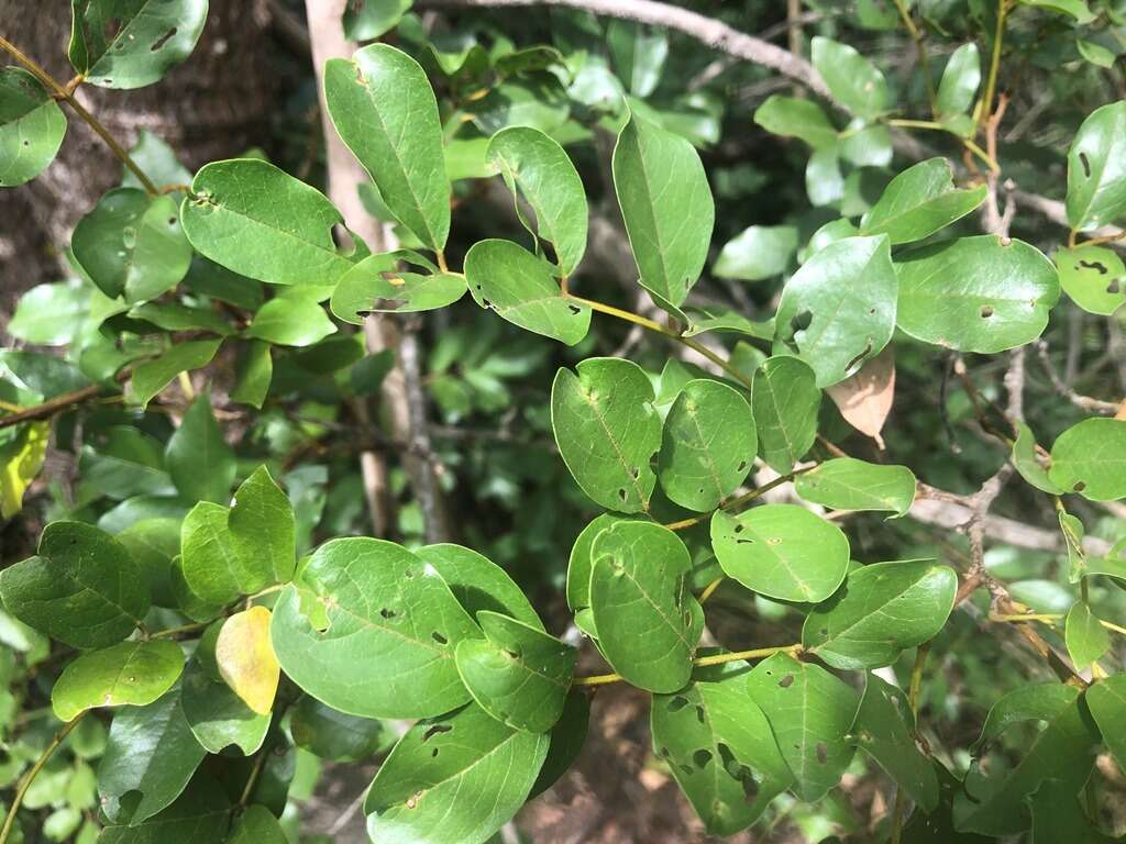 Plancia ëd Austrosteenisia blackii (F. Muell.) R. Geesink