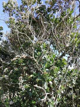 Image de Ageratina pseudochilca (Benth.) R. King & H. Rob.