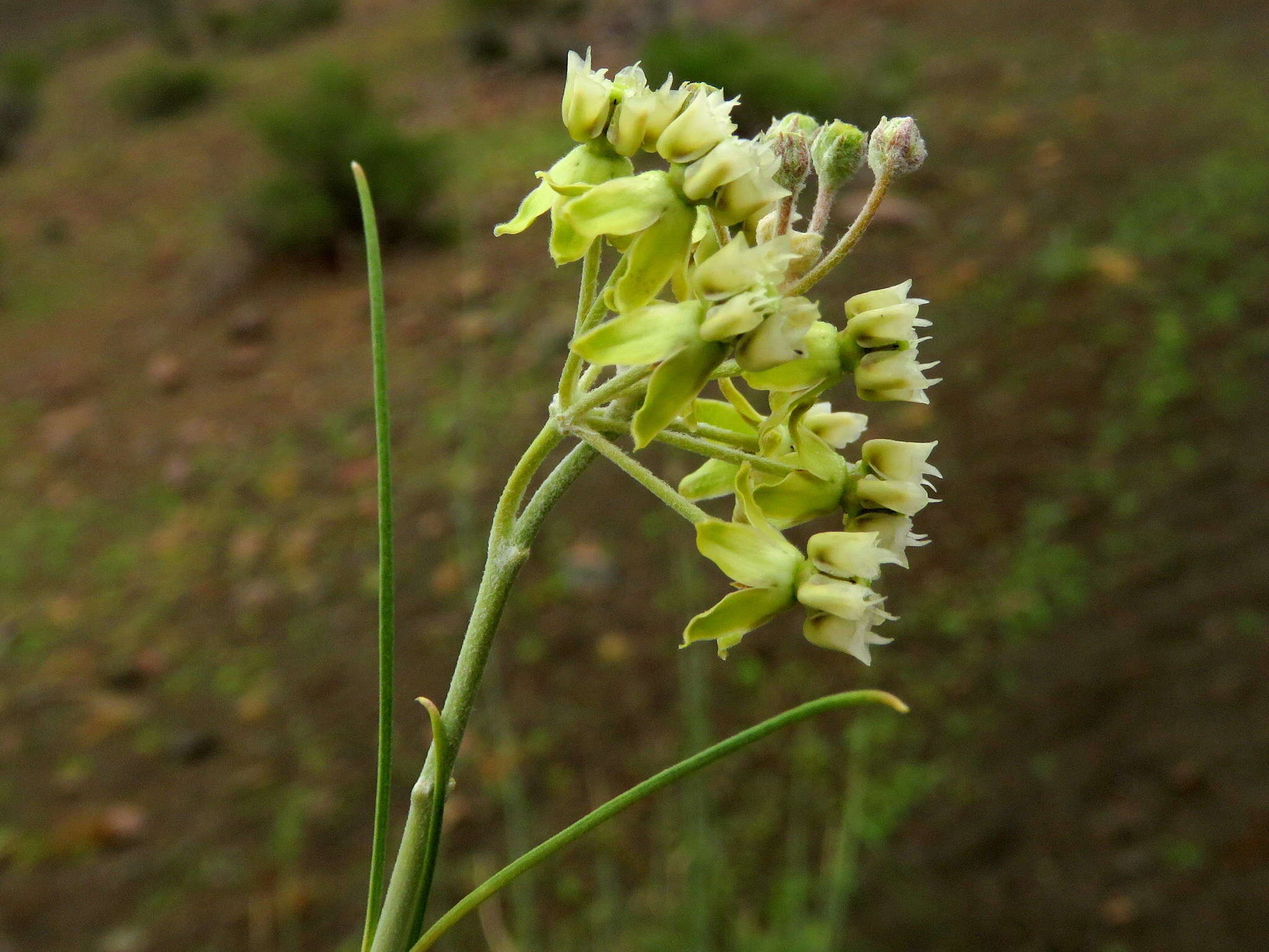 Sivun Gomphocarpus filiformis (E. Mey.) D. Dietr. kuva