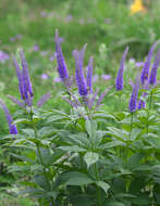 Image de Veronicastrum japonicum (Nakai) T. Yamazaki