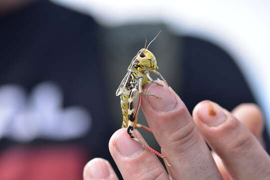 Arcyptera (Pararcyptera) brevipennis (Brunner von Wattenwyl 1861)的圖片