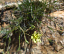 Image of Eastwood's sandwort