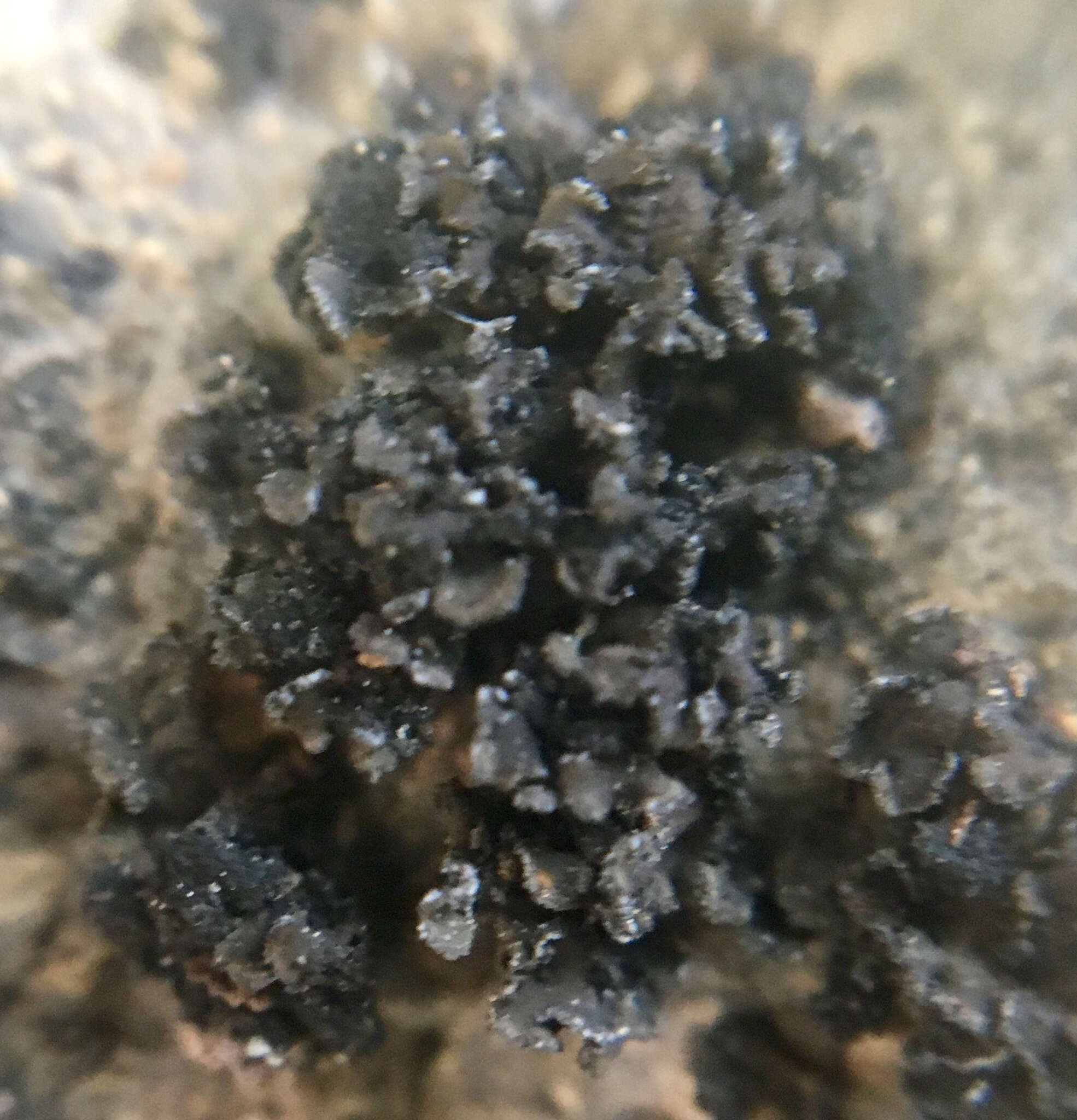 Image of Bolander's peltula lichen