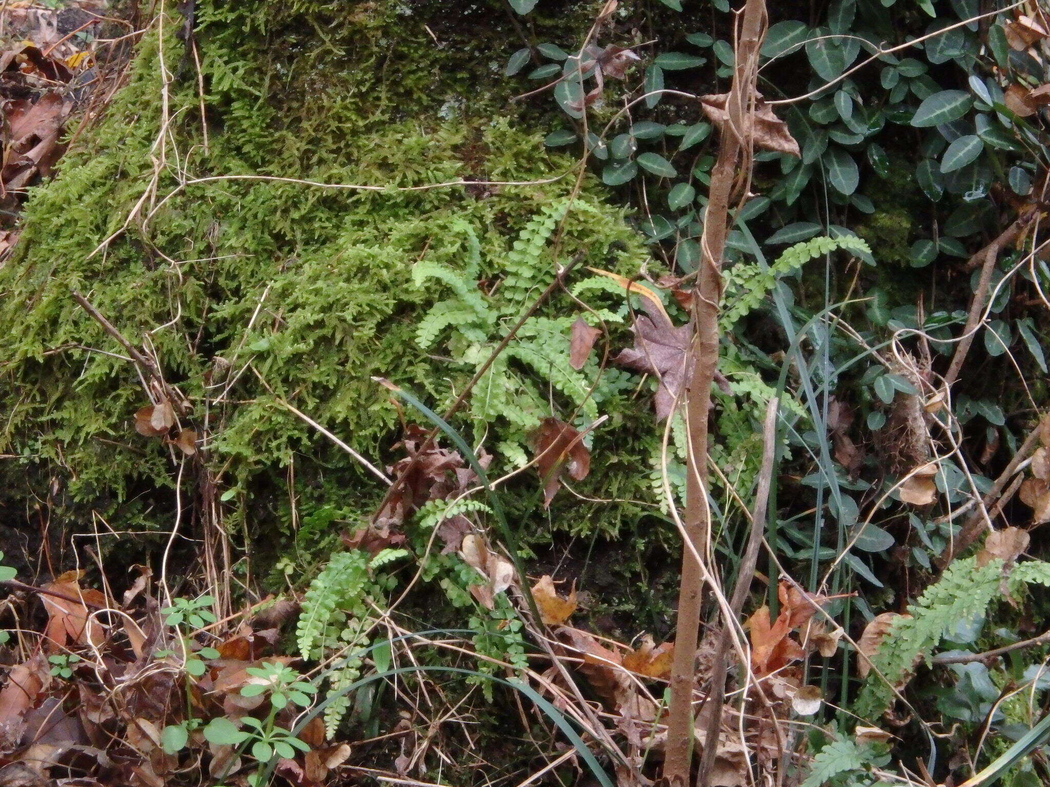 Plancia ëd Asplenium incisum Thunb.