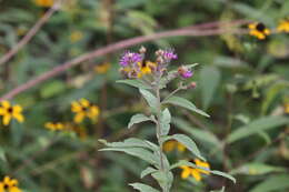 Image of Baldwin's ironweed