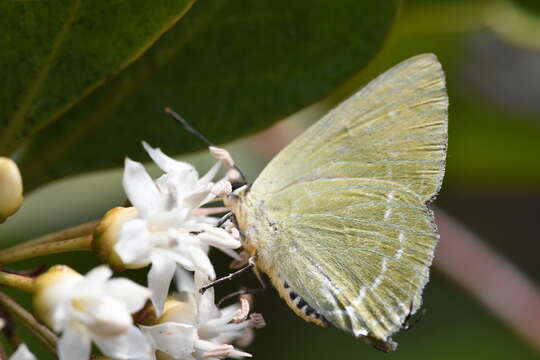 Artipe eryx (Linnaeus 1771) resmi