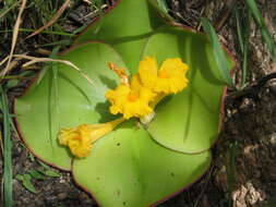 Image of Costus spectabilis (Fenzl) K. Schum.