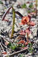 Image of Indigofera procumbens L.