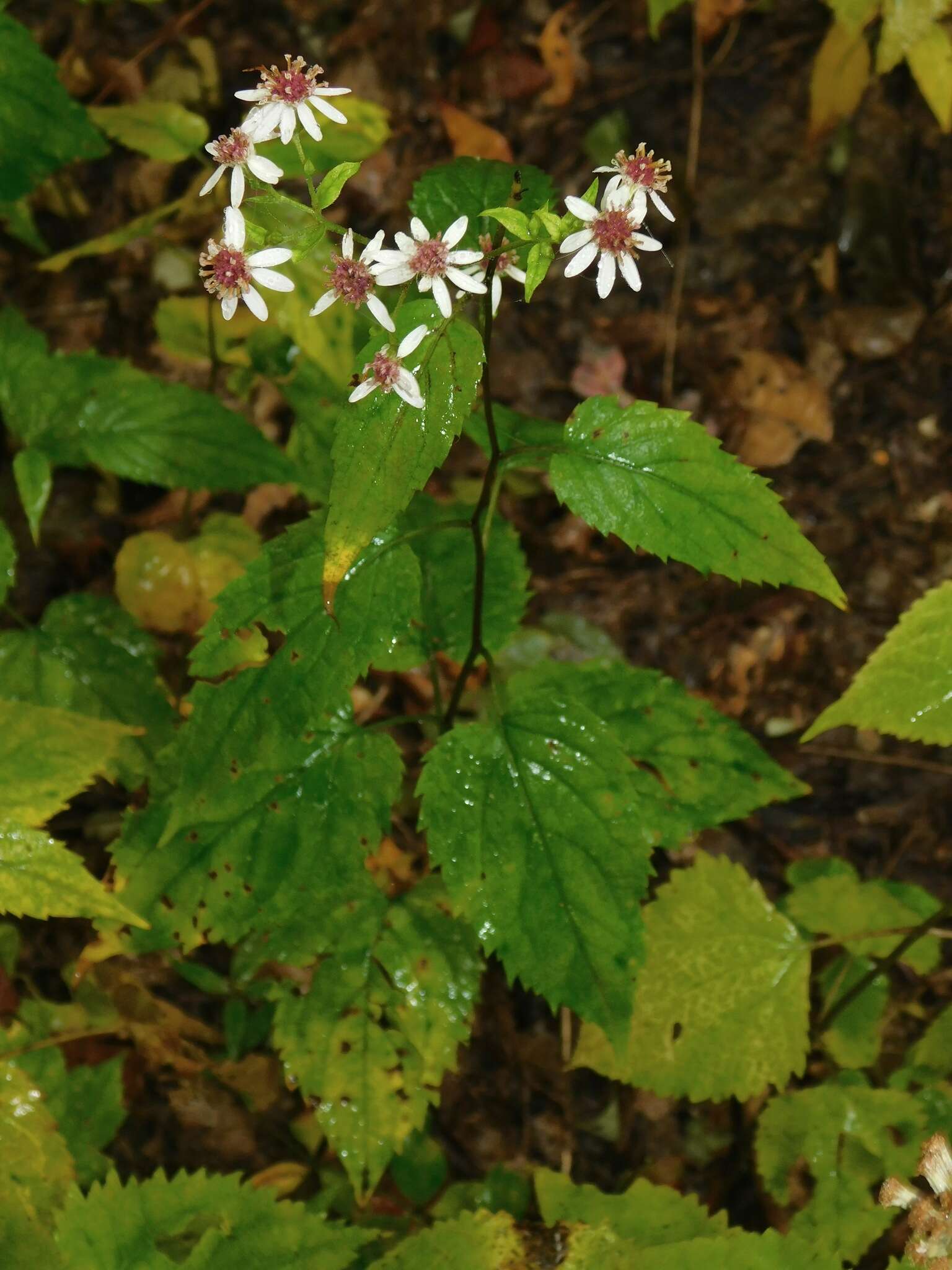 Image of mountain aster