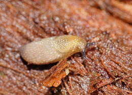 Image of Hedgehog arion