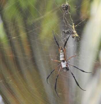 Image of Trichonephila sumptuosa (Gerstäcker 1873)