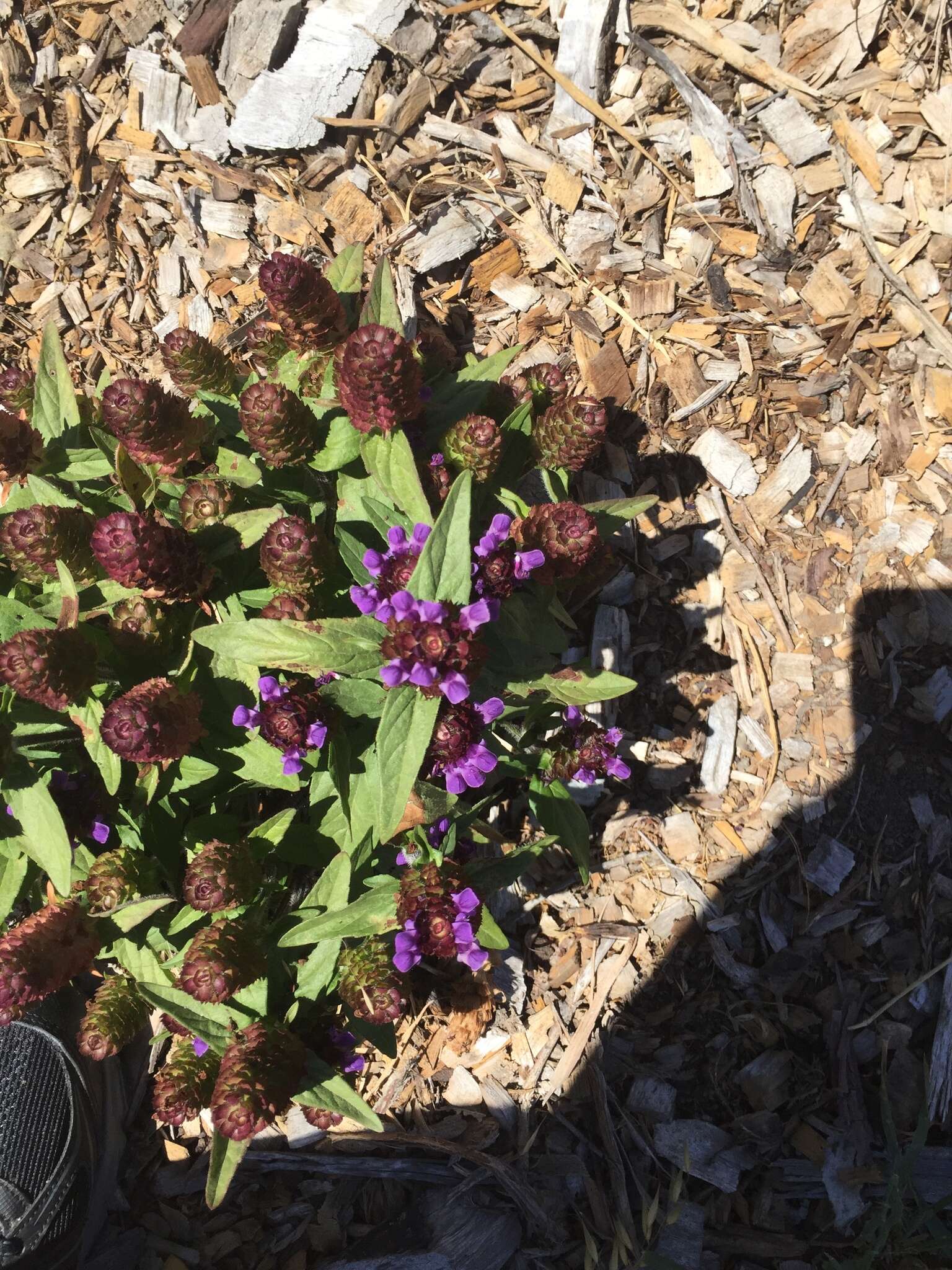 صورة Prunella vulgaris subsp. lanceolata (W. P. C. Barton) Piper & Beattie