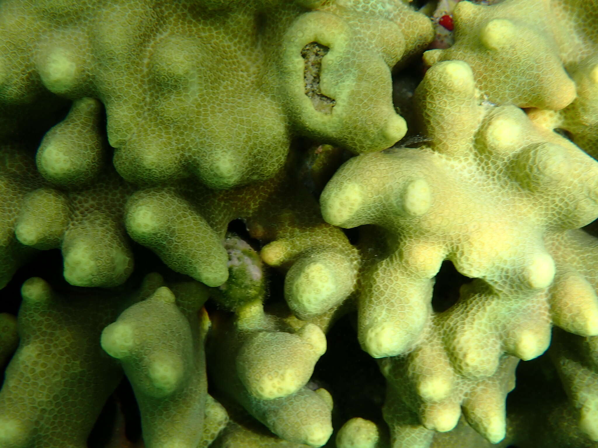 Image of Stony coral