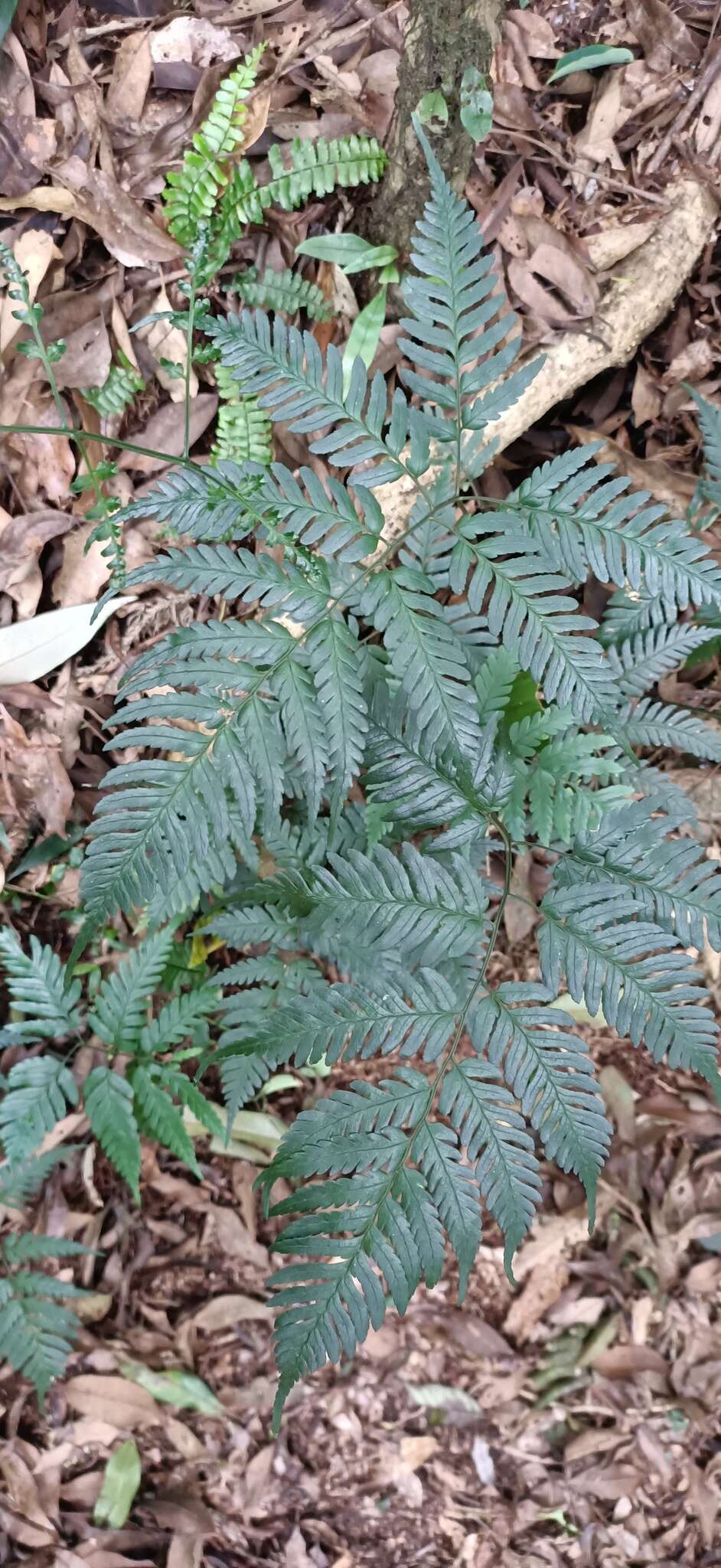 Image of Dryopteris polita Rosenst.