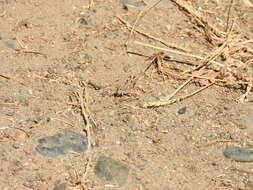 Image of Groove-headed Grasshopper