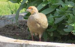 Image of Grey Francolin